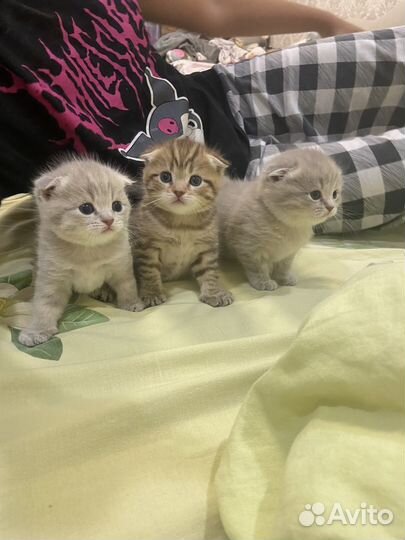 Шотландские котята