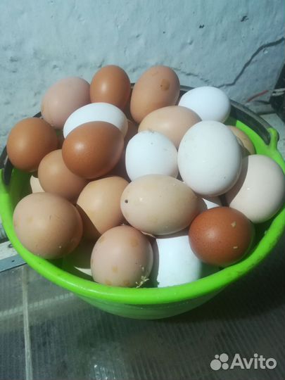 Яйцо столовое, диетическое