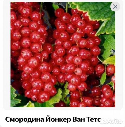 Саженцы.Смородина, малина, роза, щавель, зверобой