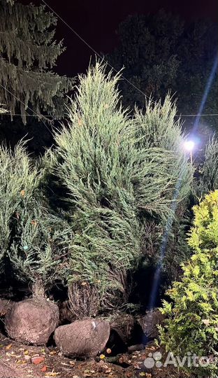 Можжевельник “Скайрокет” гарантией приживаемости