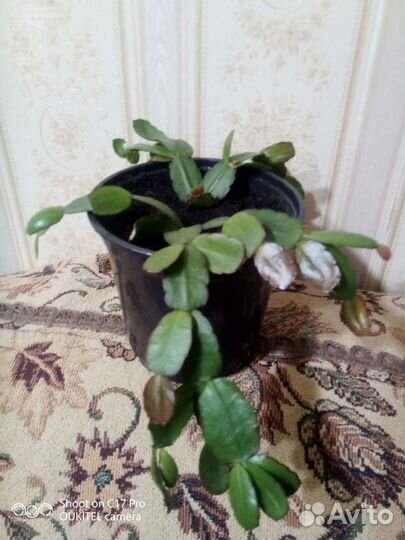 Цветок декабрист