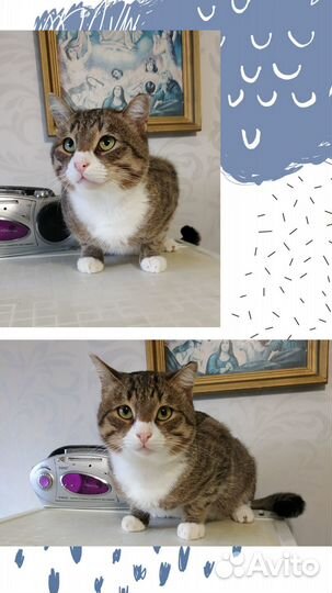 Молодой котик