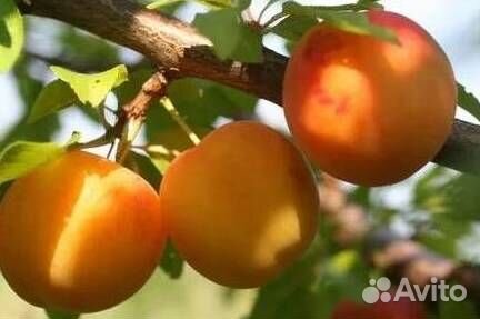 Саженцы алычи Солнечный зайчик