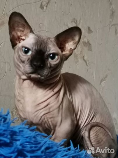 Бамбино кот Канадский сфинкс