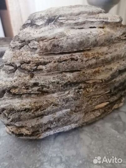 Зуб мамонта