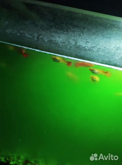Аквариум с рыбками