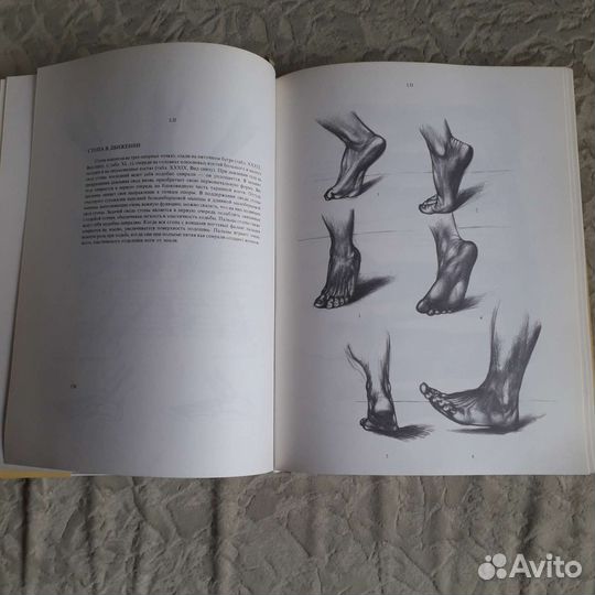 Книга Анатомия для художников