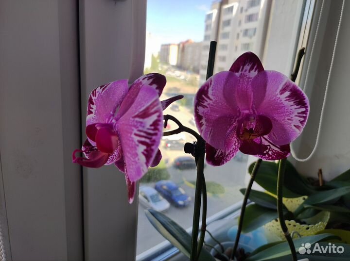 Орхидея фаленопсис