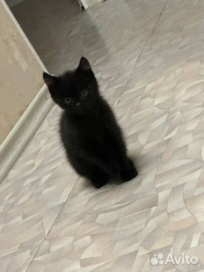 Отдам котенка в добрые руки