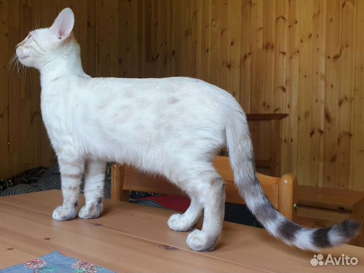 Бенгальский котенок в ответственные руки