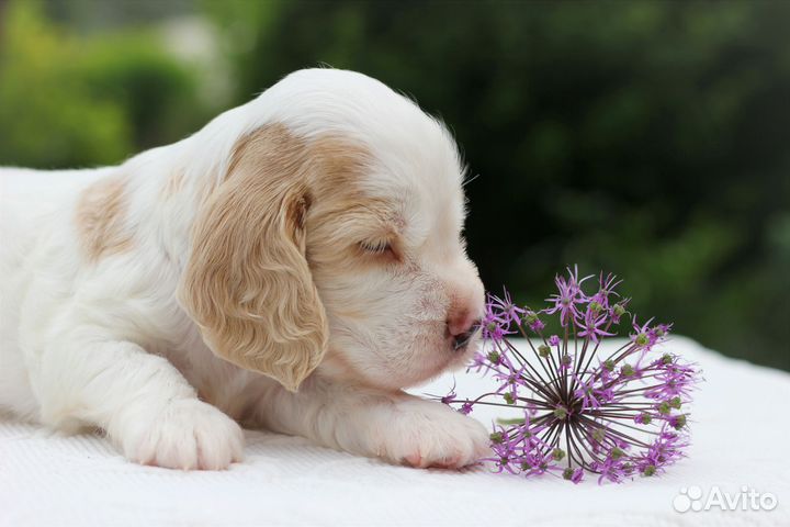 Щенок мальчик английский кокер спаниель