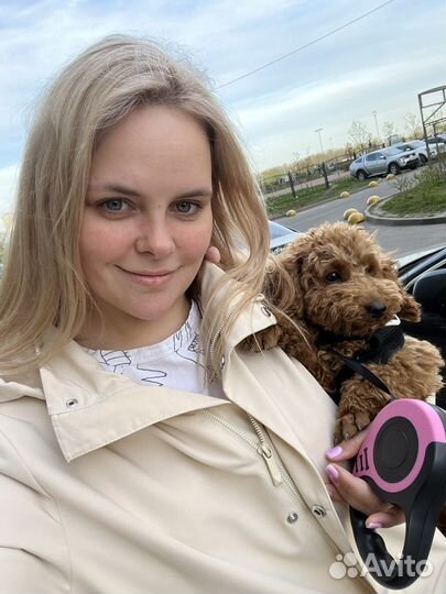 Выгул собак ЖК софия м Проспект Славы