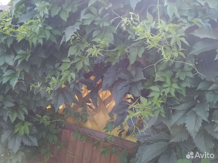 Плети девичьего винограда(декоративного)