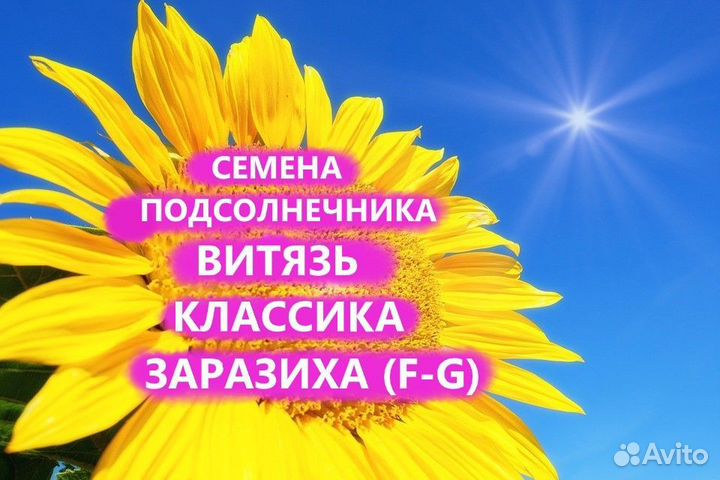 Семена подсолнечника Витязь Классический Гибриды