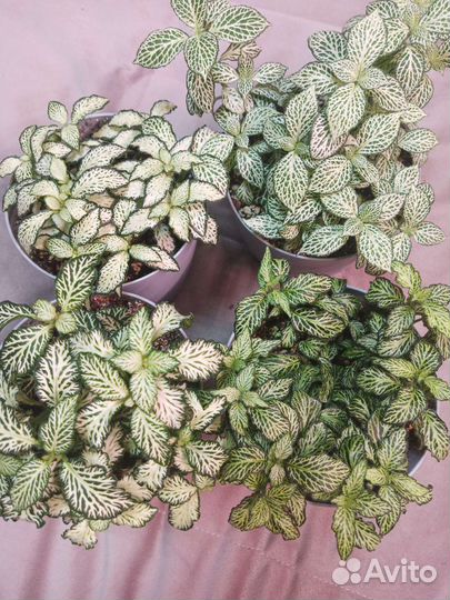 Фиттония на срез