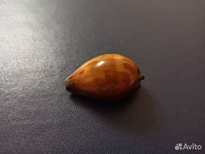 Морская раковина