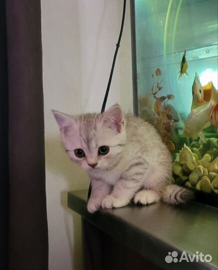 Британская кошка