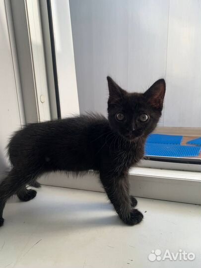 Кошка в дар