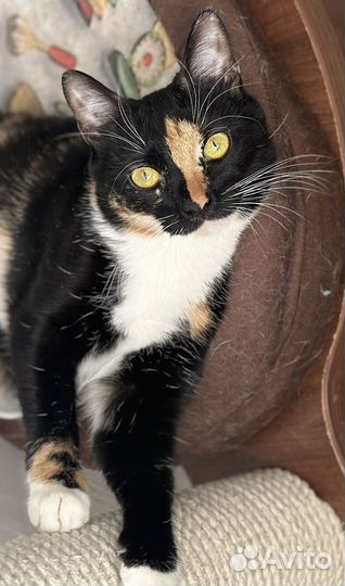 Кошка Зефирка