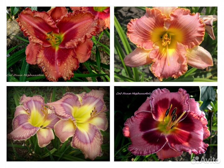 Лилейники сортовые