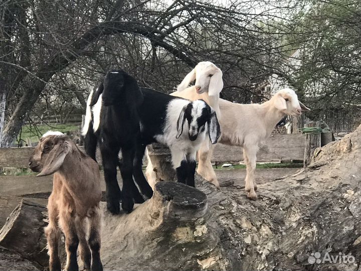 Нубийские козочки