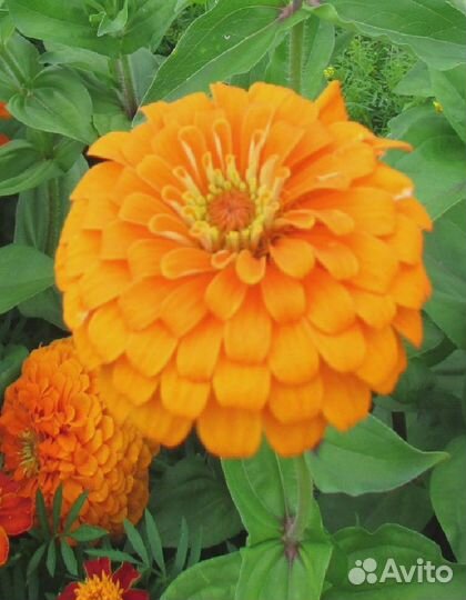 Цинния георгиноцветковая Оранжевый король 0,5 гр