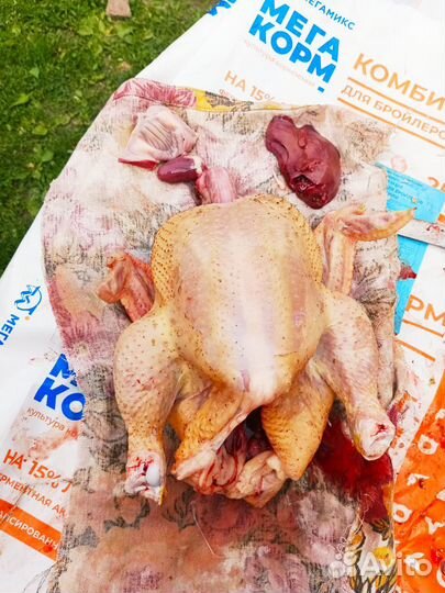 Цыплята бройлеры суточные кобб 500