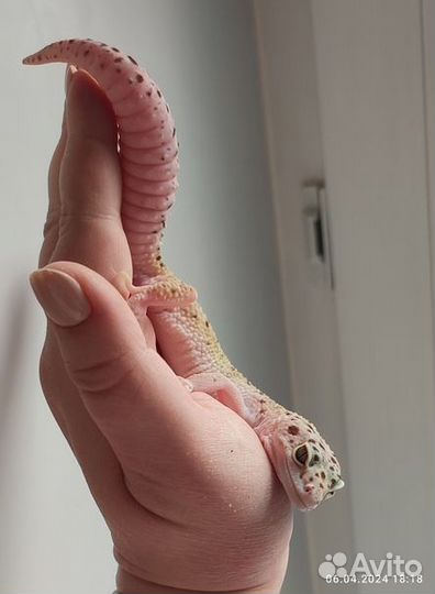 Леопардовый геккон, пятнистый эублефар, самка