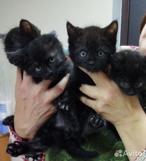 Котята в добрые руки