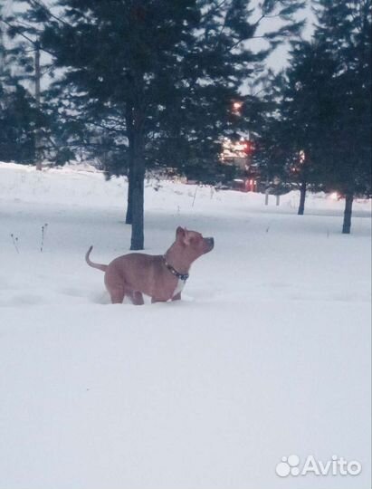 Амстафф вязка