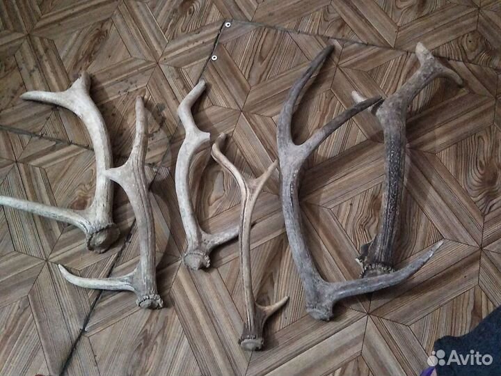 Продам рога оленя