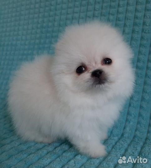 Шпицули лапули