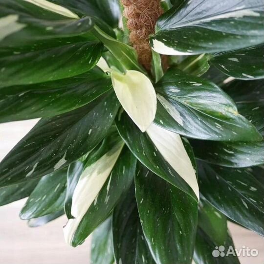 Филодендроны и монстеры сортовые