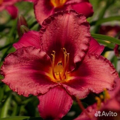 Сортовые лилейники