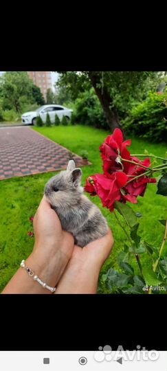 Декоративные кролики