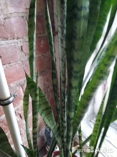 Сансевиерия щучий хвост