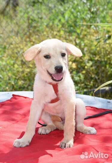 Щенок в добрые руки