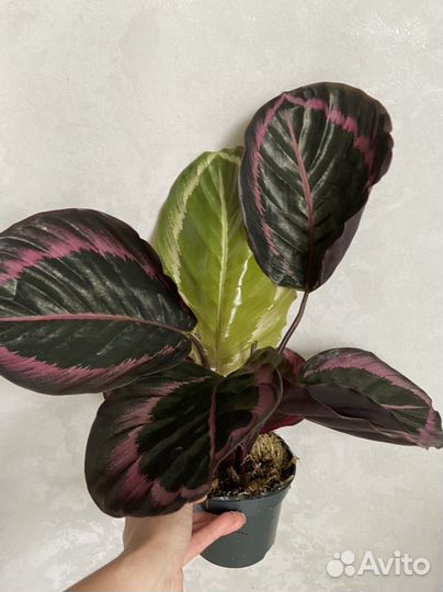Калатея Roseo Surpstar