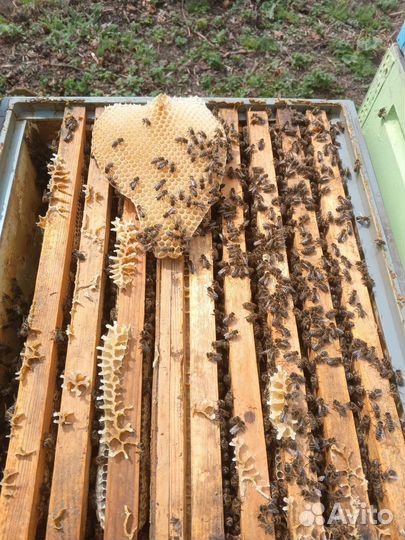 Пчелопакеты карника пешец