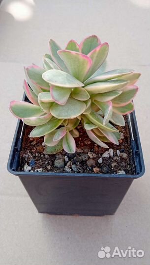 Суккуленты 2