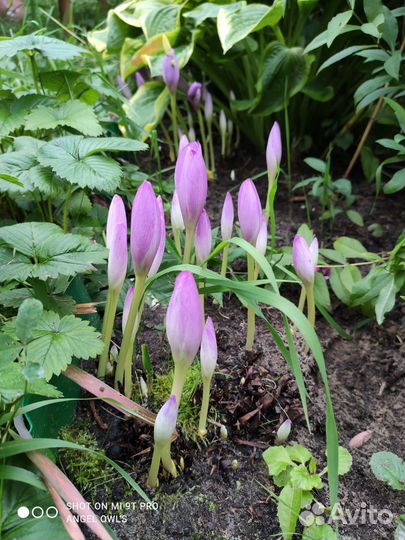 Крокусы осенние