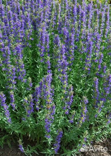 Лекарственные красивоцветущие многолетники