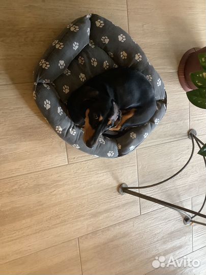 Отдам бесплатно