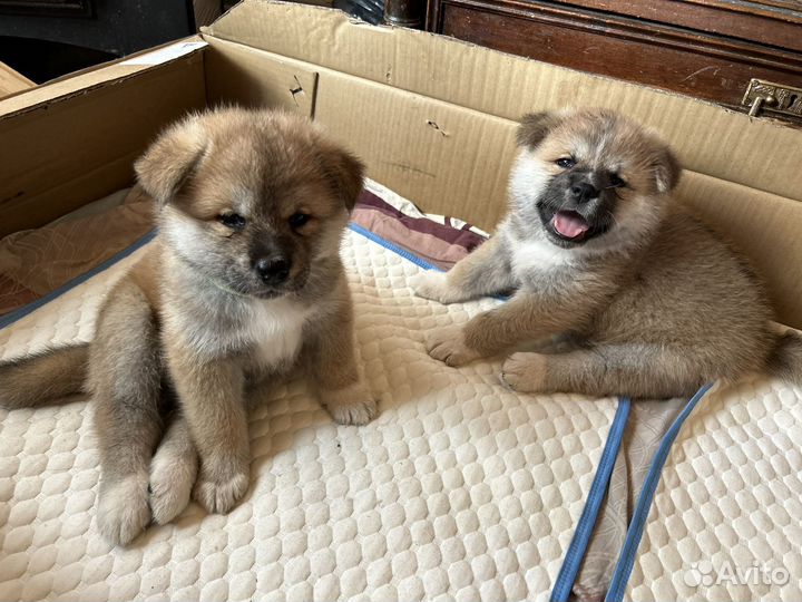 Щенки Акита-Ину