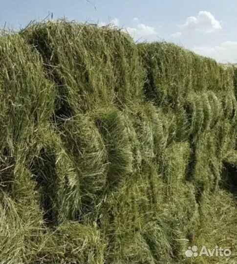 Сено в тюках, солома ячменая