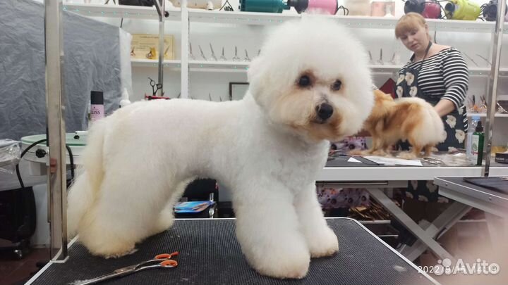 Стрижка собак