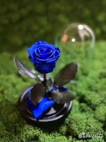 Вечная роза в колбе