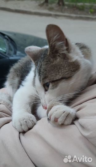 Кот, любящий людей и собак