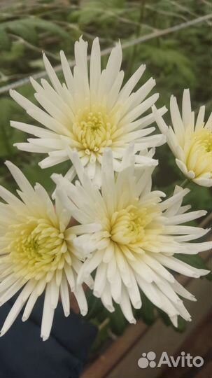 Цветы к 8 марта оптом