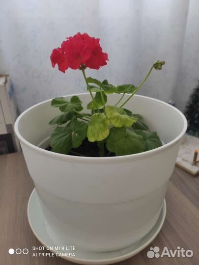 Фиалка